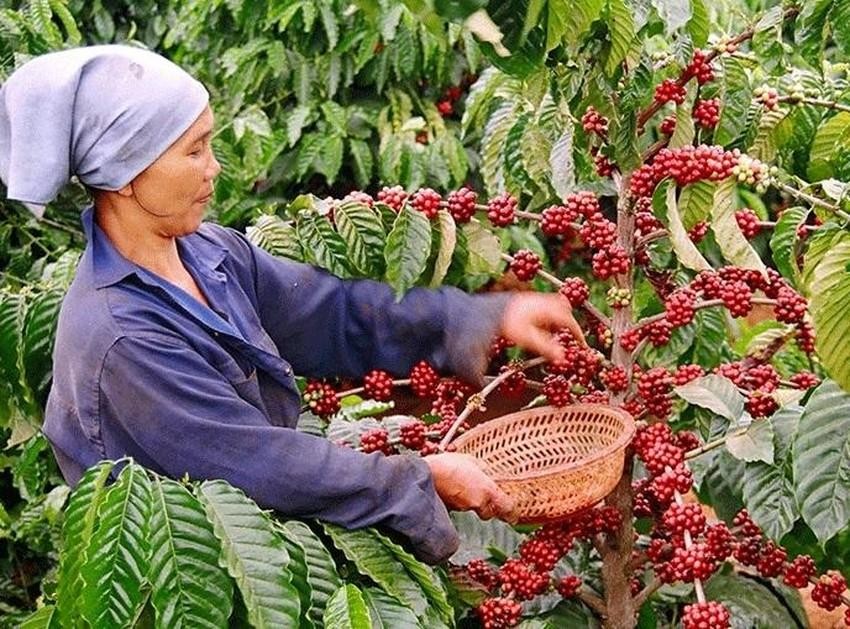 Vietnam, segundo mayor proveedor de café en el mundo | Nhan Dan en línea en  español