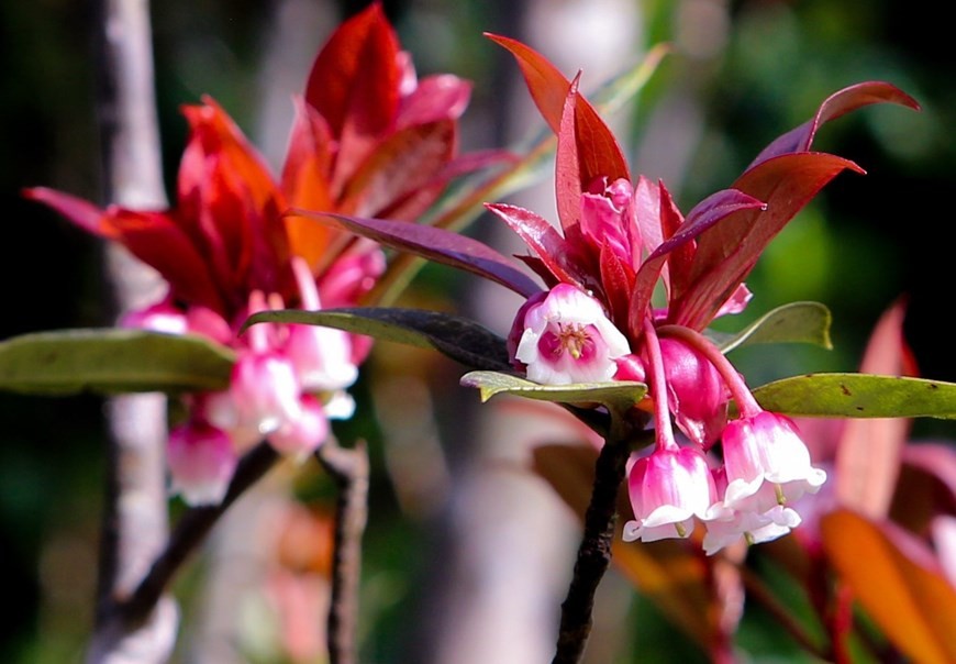 Flores de durazno con forma de campana brotan en cima de Ba Na | Nhan Dan  en línea en español