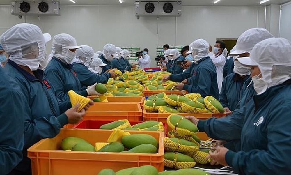 Exportaciones de verduras y frutas de Vietnam alcanzan 836 millones de