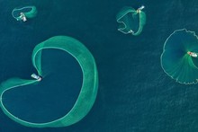 Hermosos momentos de pesca de anchoas en provincia vietnamita de Phu Yen