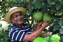 El cultivo de toronja en Ninh Thuan (Foto: thanhnien)
