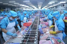 El procesamiento de productos acuícolas para la exportación. (Fotografía: VNA)