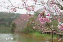 Flores de durazno silvestre tiñen de rosa ciudad de Mang Den en Kon Tum