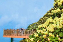 Florecientes azaleas en la cima del Fansipan