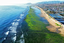 Hermosos campos de algas en provincia vietnamita de Ninh Thuan