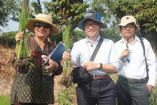Shobha Shetty, directora global de Alimentación y Agricultura del Banco Mundial, inspecciona el arroz sembrado según el modelo del cultivo de arroz de bajas emisiones en Can Tho. (Fotografía: VNA)