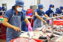 Procesamiento del pescado Tra para la exportación. (Fotografía: VNA)