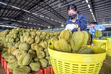 (Foto: laodong.vn)
