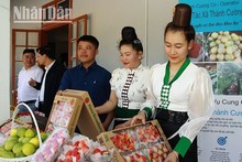 Fresas de Son La se servirán en los vuelos de Vietnam Airlines (Foto: Nhan Dan)