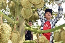 (Foto: Nhan Dan)
