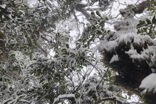 Aparece nieve en la cima de la montaña Ta Xua. (Foto: VNA)