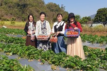 Turistas experimentan la recolección de fresas en una granja ubicada en Moc Chau. Foto: Minh Quang