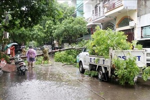 La provincia de Ha Long se centra en aliviar consecuencias de tormenta Prapiroon. (Fotografía: VNA)