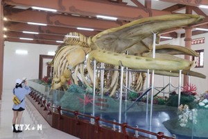 Los esqueletos de ballenas en la isla de Ly Son. (Fotografía: VNA)