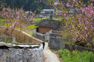 [Foto] Ha Giang se convierte en destino atractivo para turistas internacionales