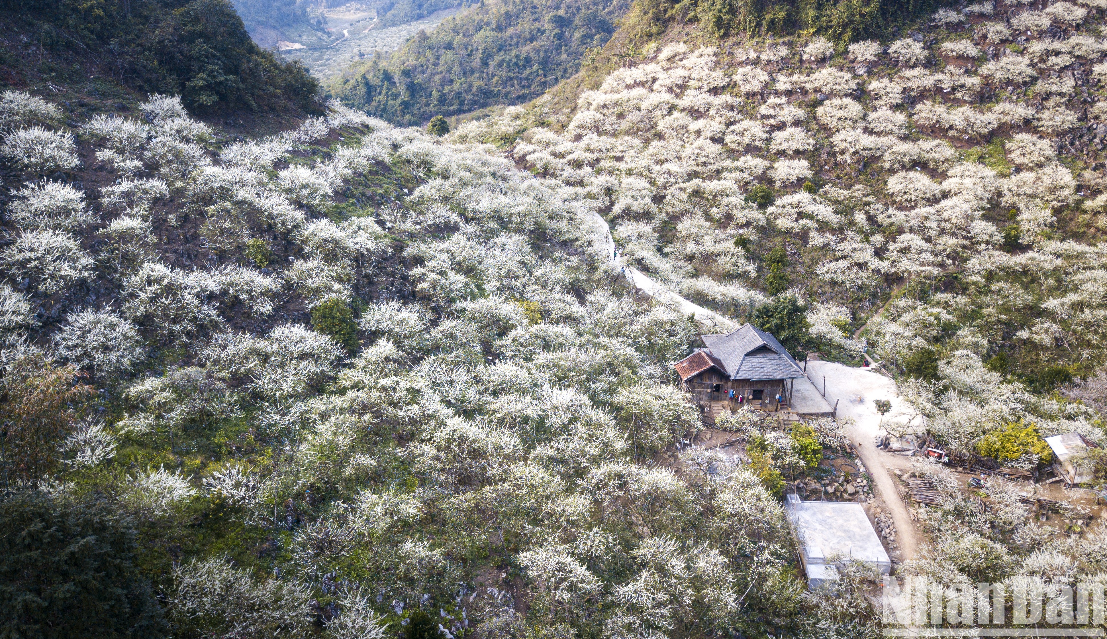 Flores de albaricoque nievan valle vietnamita de Mu Nau