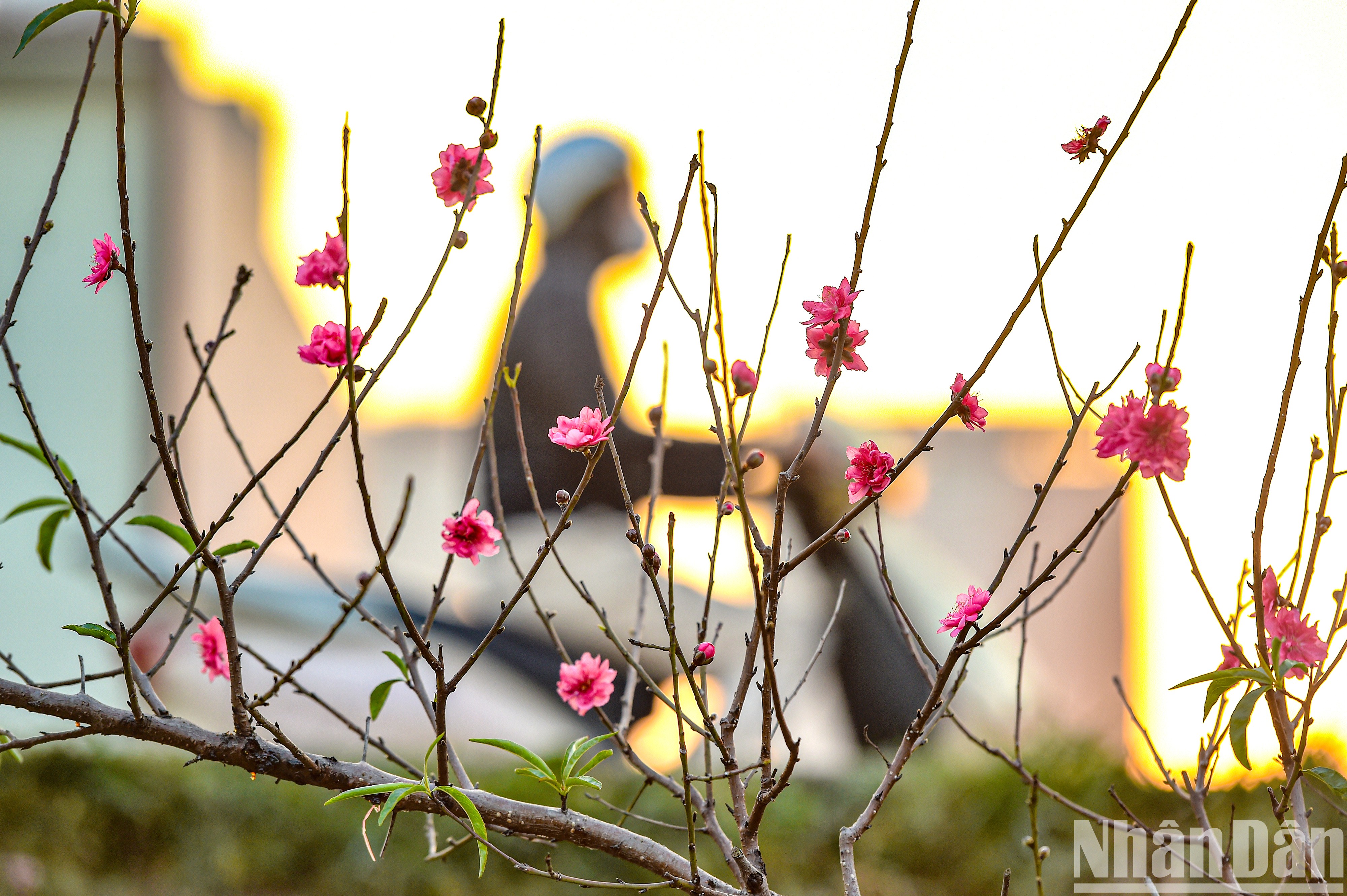 [Foto] Florecen melocotoneros de Nhat Tan en vísperas del Año Nuevo