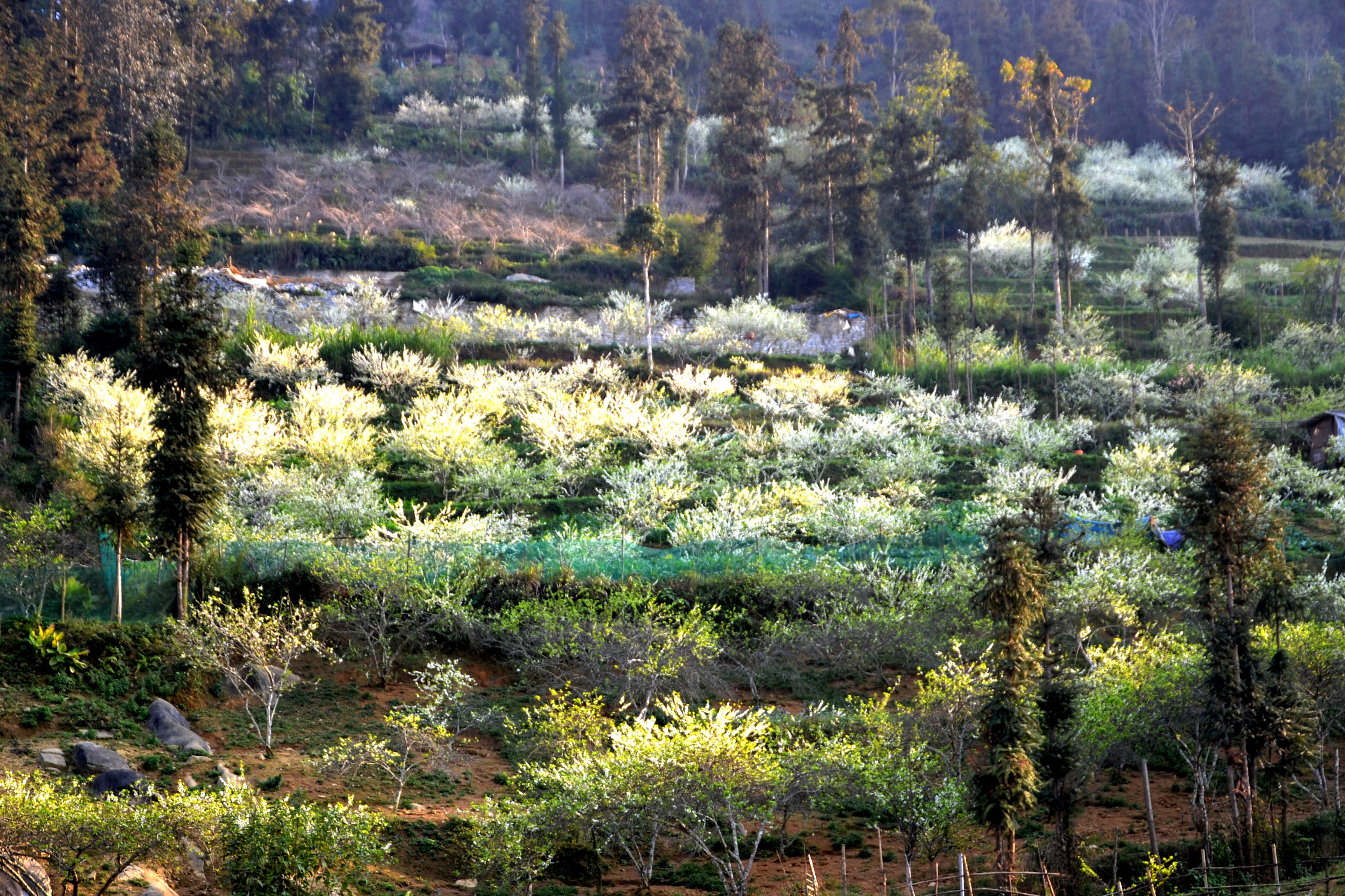 El encanto de la meseta de Bac Ha en la temporada de flores de ciruelo