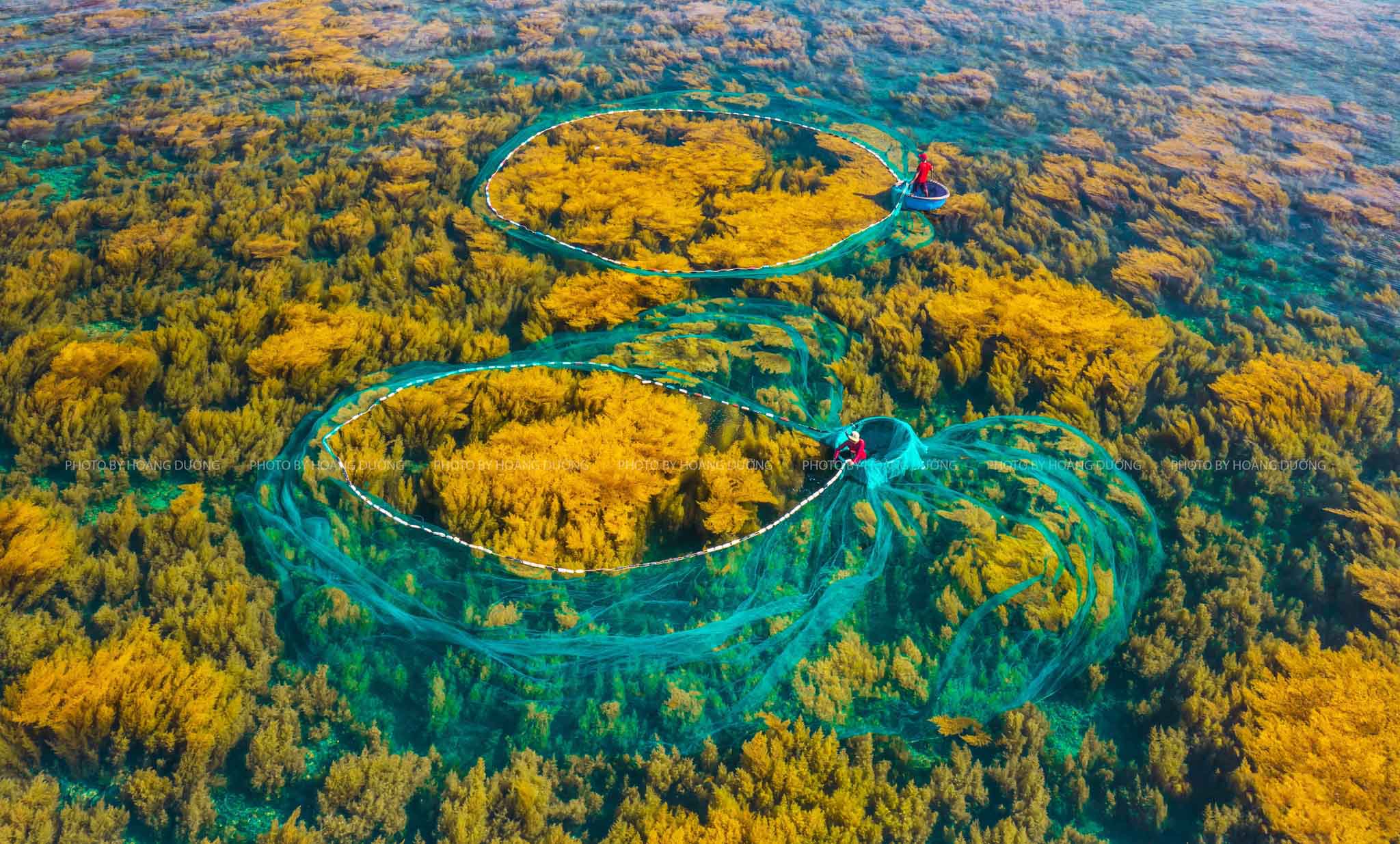 Impresionante bosque de sargazo en isla vietnamita de Hon Kho