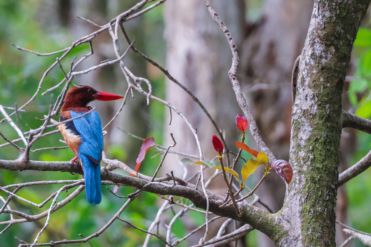 Parque Nacional de Tram Chim: reserva de las aves más raras de Vietnam