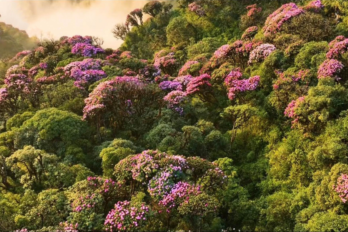 Fascinantes bosques de flores de azalea en la cima vietnamita de Pu Ta Leng
