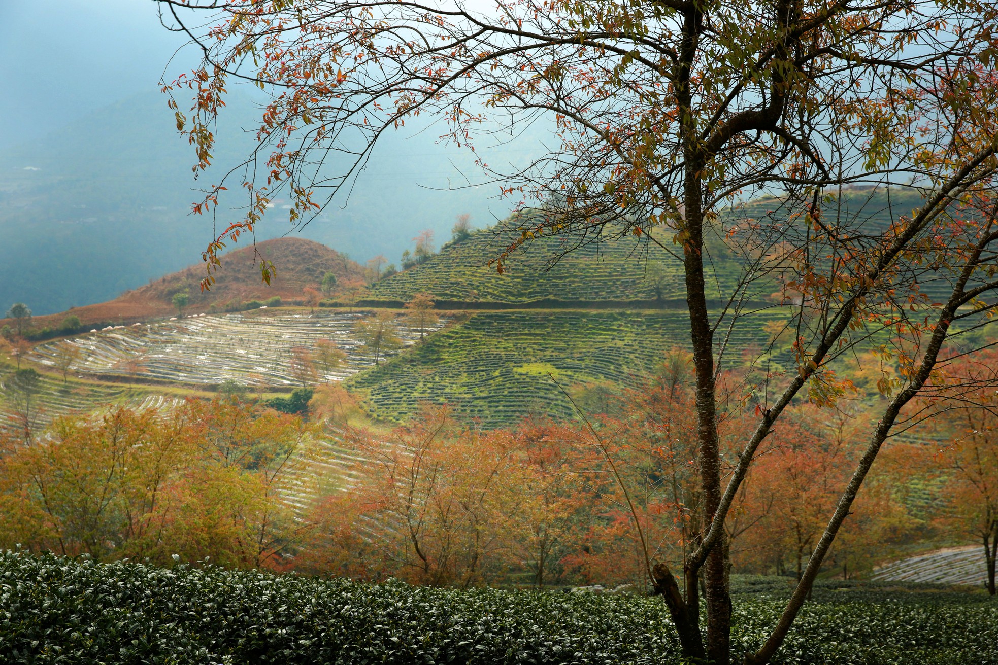 En las hermosas colinas de té de Oolong desde el paso de O Quy Ho, el verdor se intercala con el rosado de las flores de cerezo.