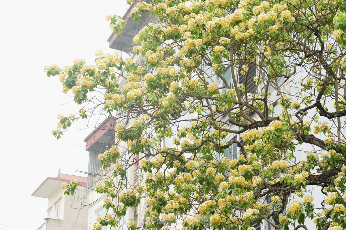 Contemplar la belleza de flores de 300 años de antigüedad en Hanói