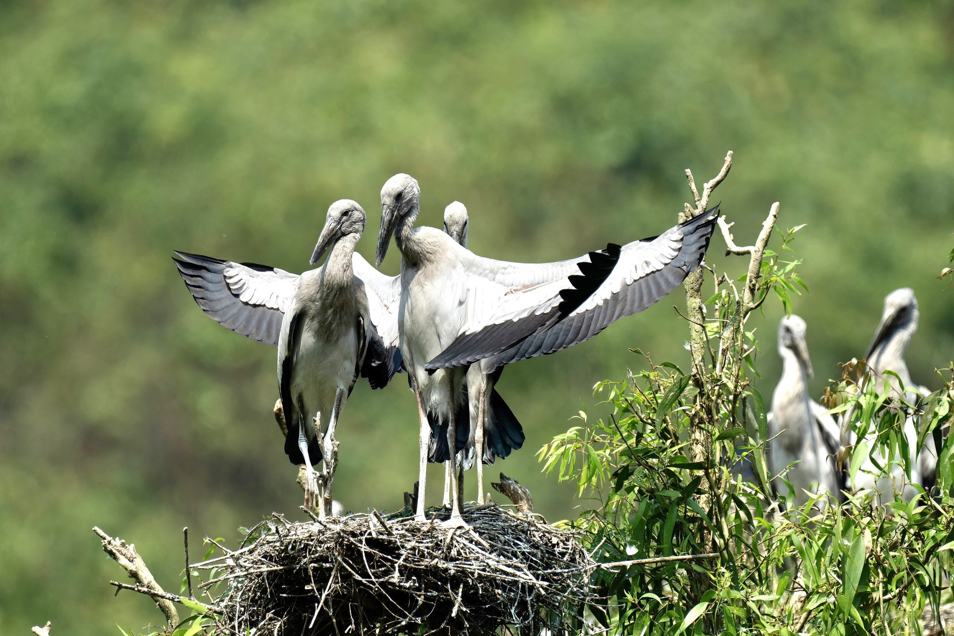 La belleza salvaje de las aves de Thung Nham