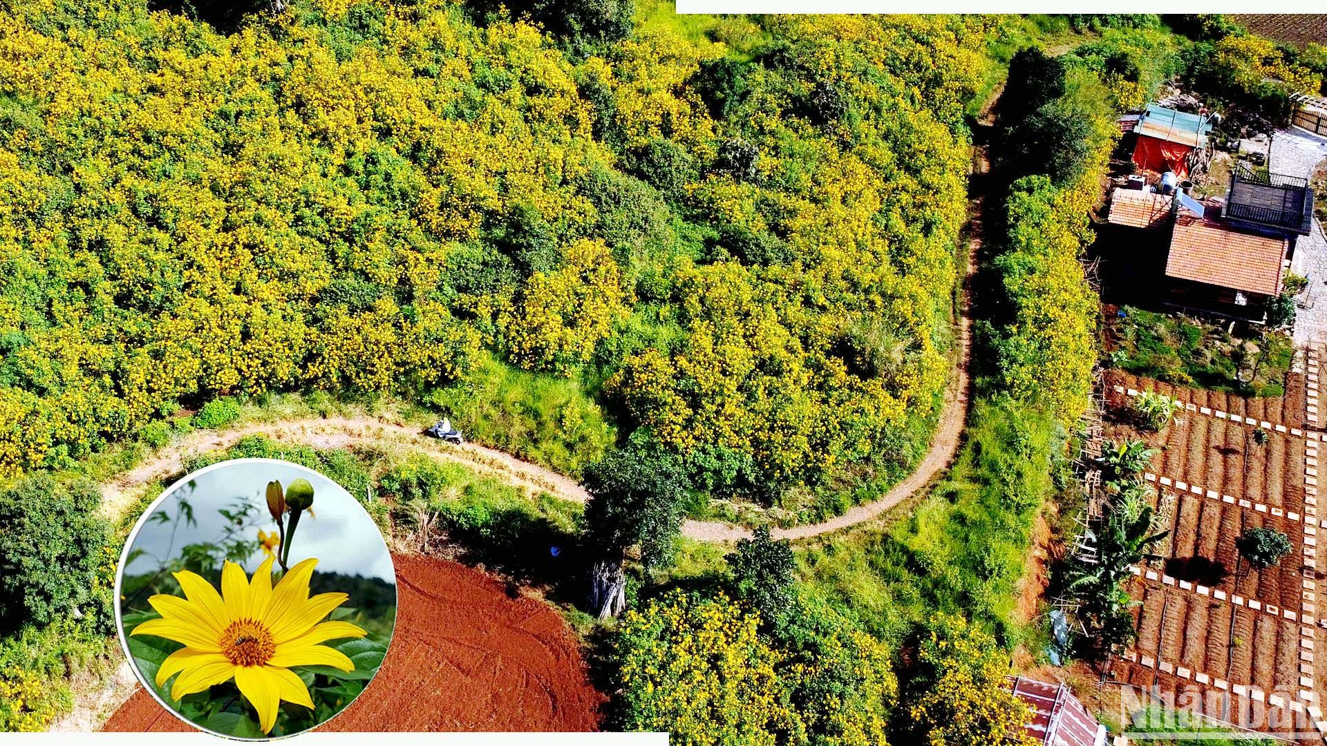 [Foto] Temporada de flores amarillas en ciudad montañosa de Da Lat