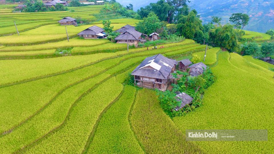Hermosa temporada dorada de terrazas de arroz en altas montañas Mu Cang Chai