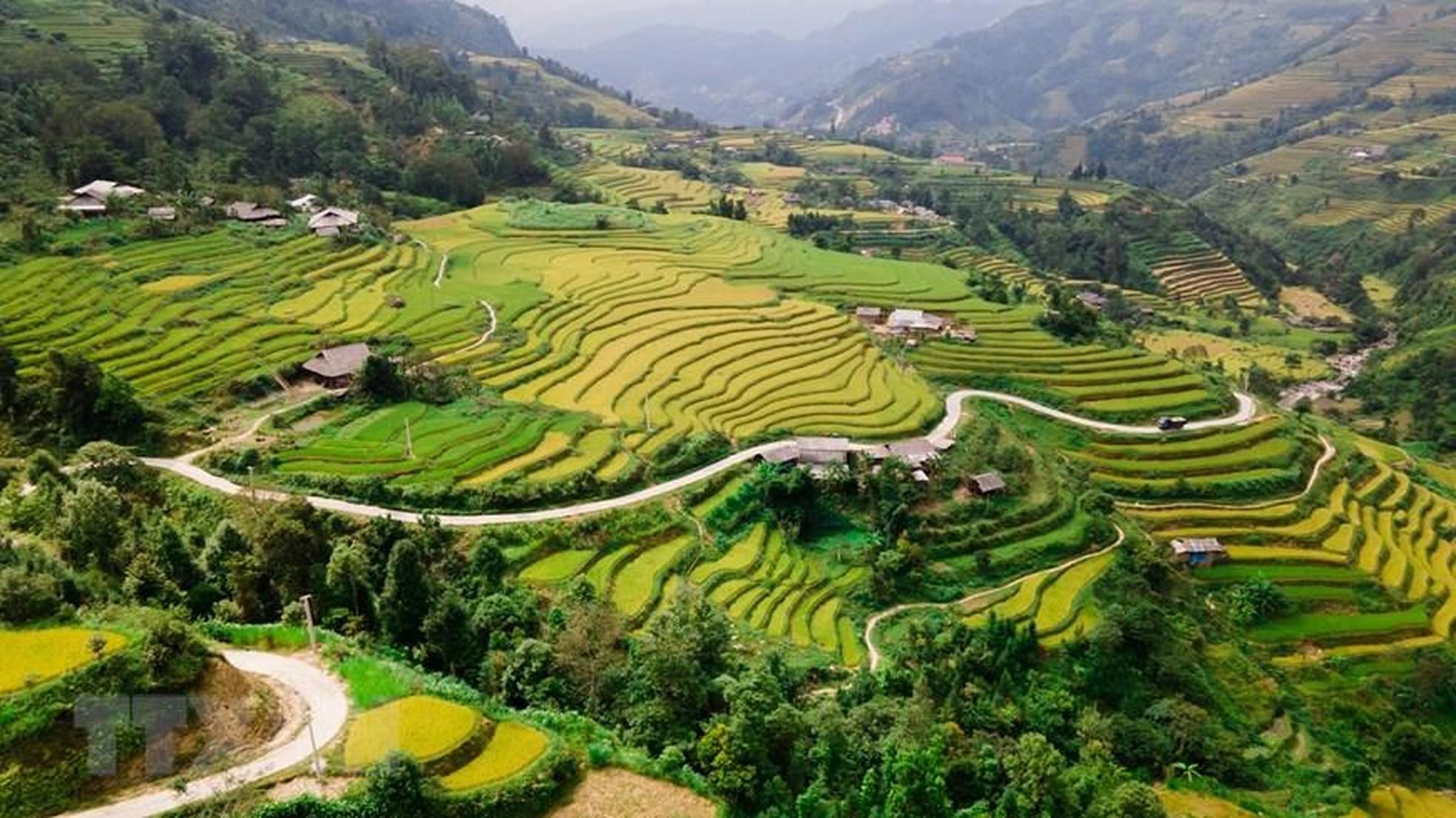 Campos en terrazas cubiertos de amarillo en tierras altas de Ha Giang