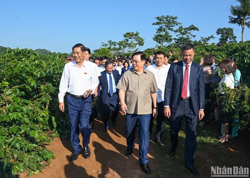 [Foto] Presidente del Parlamento visita la zona productora de café en Son La
