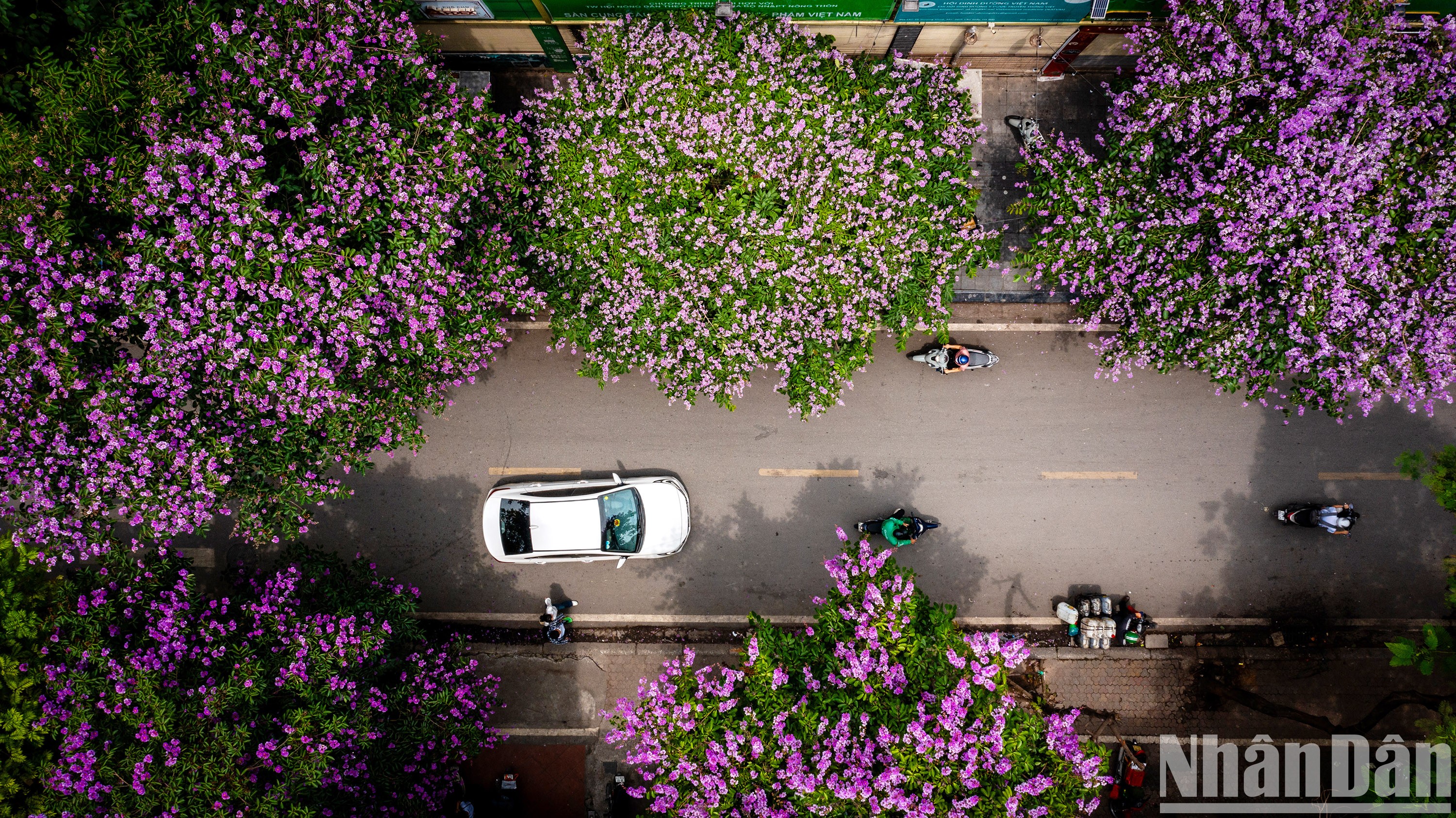 [Foto] Color púrpura de ensueño de flores de bang lang tiñen las calles de Hanói