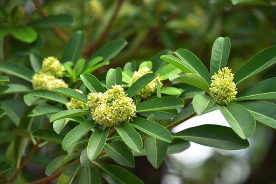 La belleza de las flores de alstonia en medio del otoño en Hanói