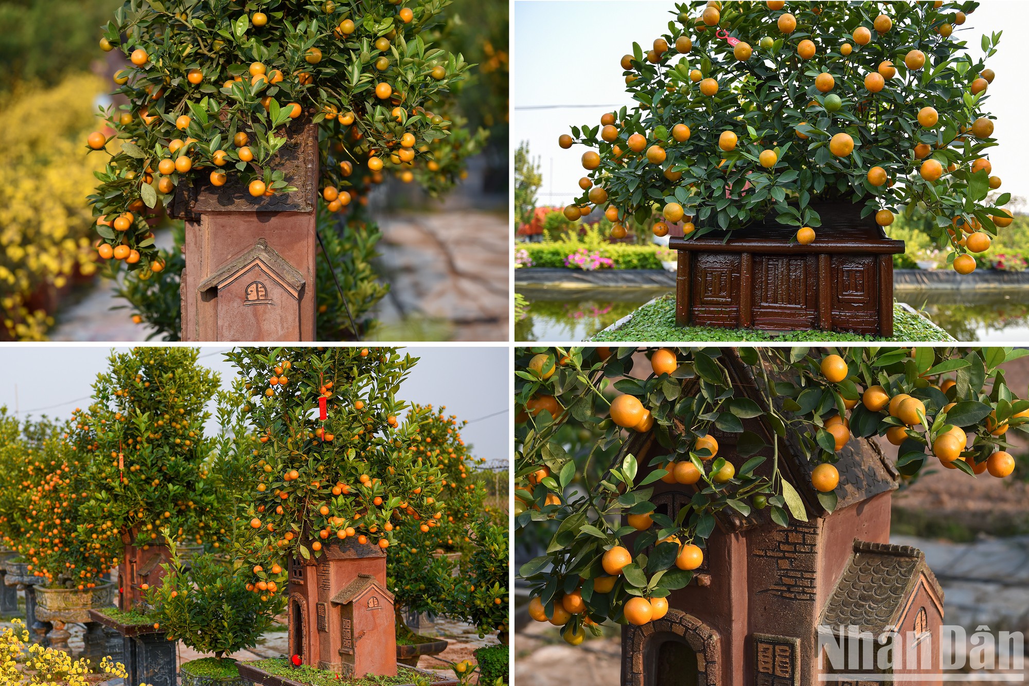 Por estos días, los jardines de kumquat en la aldea de Tu Lien, en Hanói, están listos para brindar una atmósfera festiva a los hogares de los vietnamitas en ocasión del Año Nuevo Lunar (Tet).