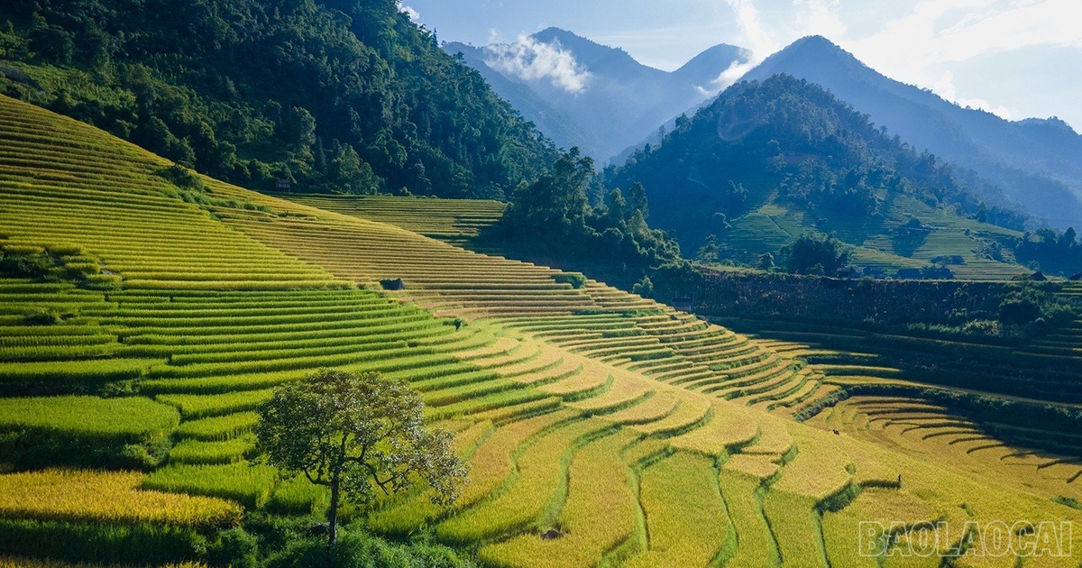 Temporada de arroz dorado en valle de Nam Cang 