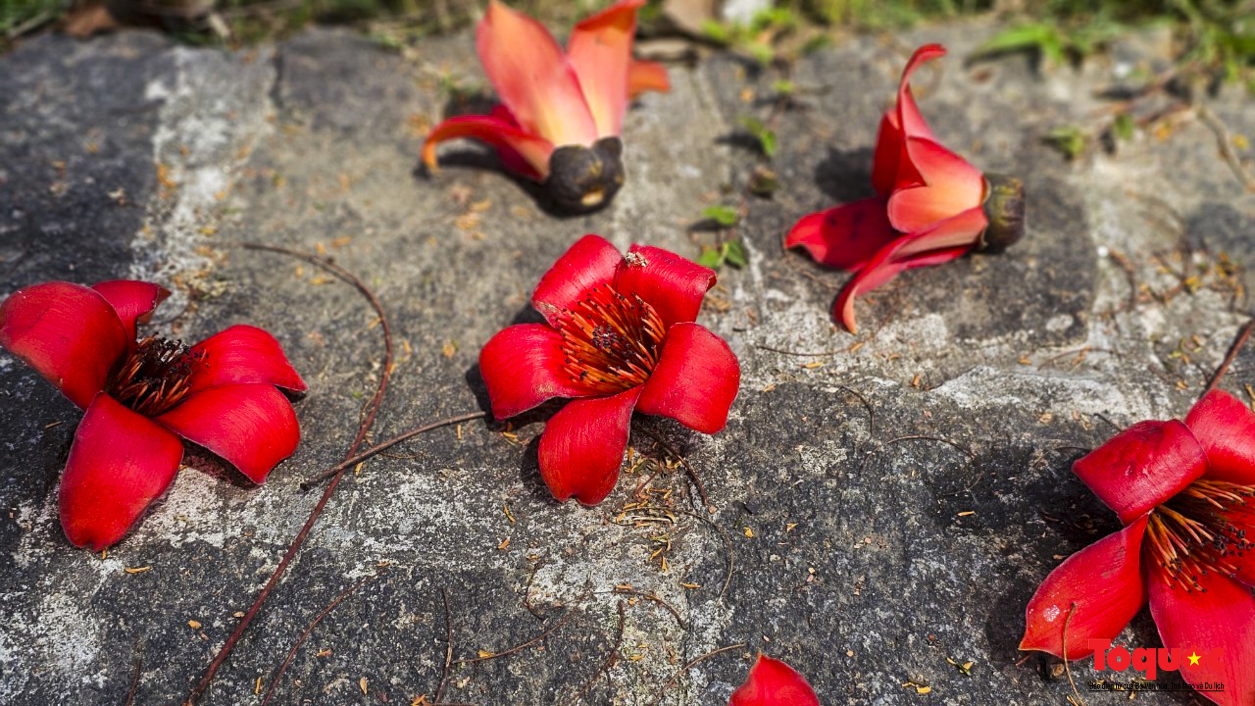 Floración del algodonero rojo embellece calles de Hue
