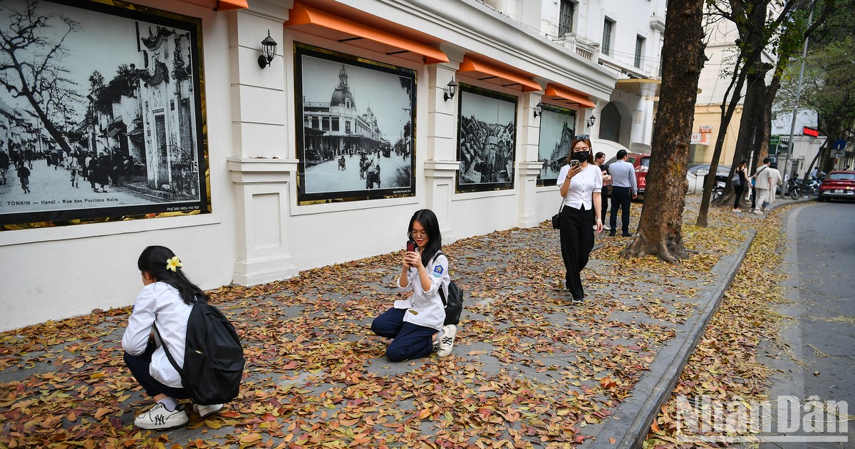 Hermoso “camino de hojas amarillas” frente a la sede del periódico Nhan Dan
