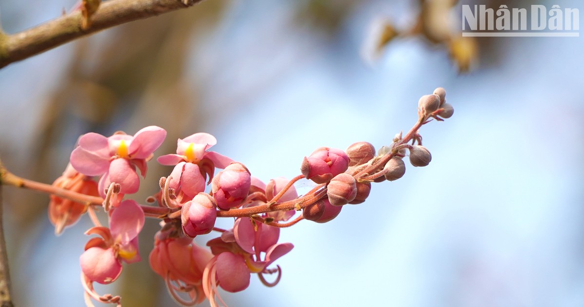 Flores de carao en plena floración en zonas fronterizas de Vietnam