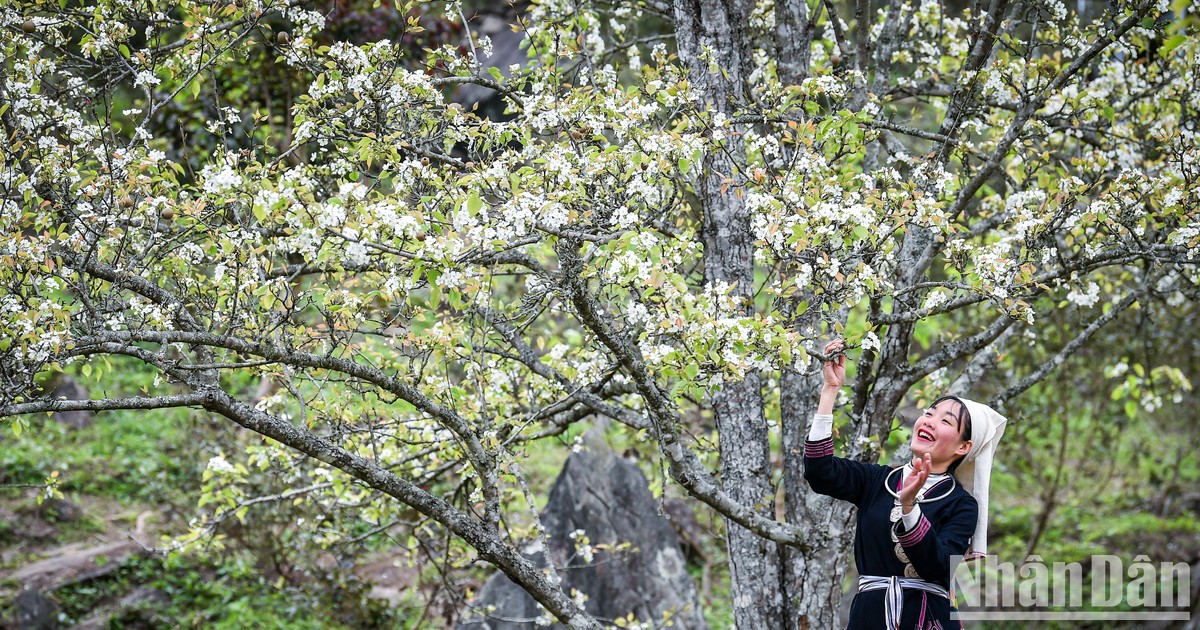 Flores de peral tiñen de blanco jardín en Tuyen Quang 