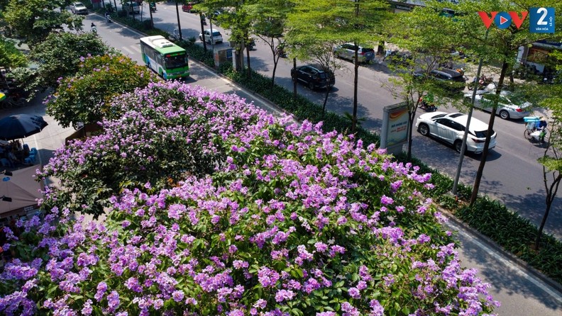 Cor roxa romântica das flores “Bang lang” nas ruas de Hanoi ảnh 1