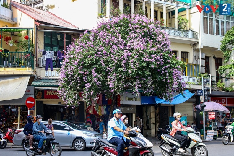Romântica cor roxa das flores “Bang lang” nas ruas de Hanoi ảnh 12