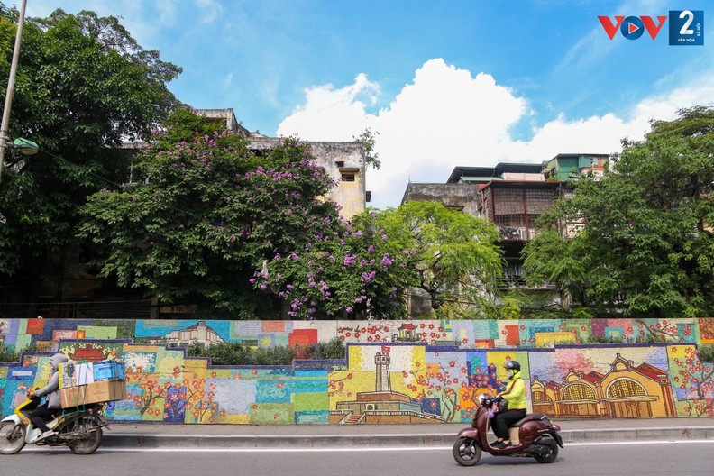 Romântica cor roxa das flores “Bang lang” nas ruas de Hanoi ảnh 13