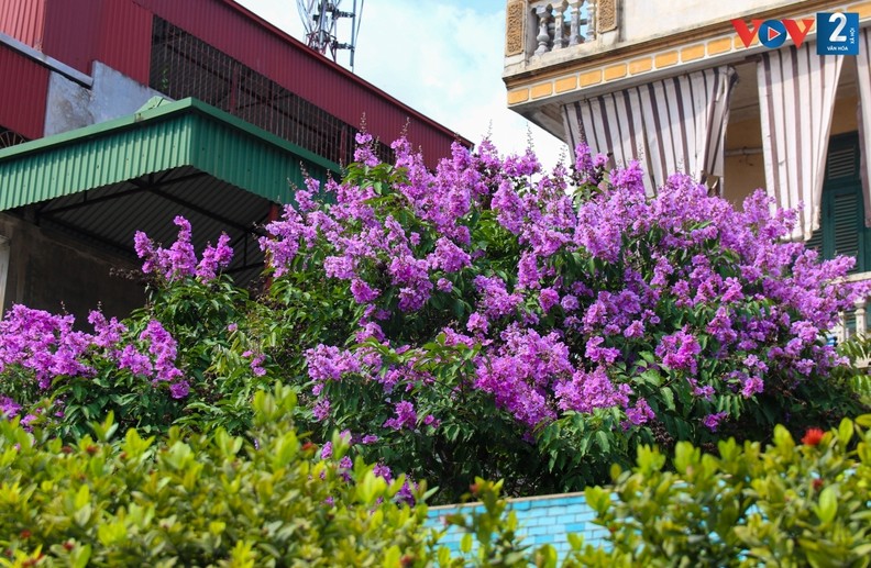 Romântica cor roxa das flores “Bang lang” nas ruas de Hanoi ảnh 2