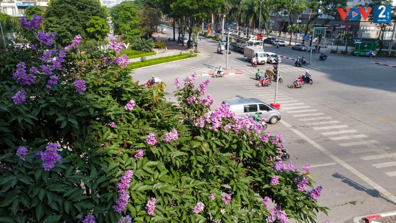 Cor roxa romântica das flores “Bang lang” nas ruas de Hanói ảnh 3