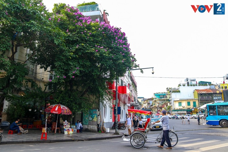 Cor roxa romântica das flores “Bang lang” nas ruas de Hanói ảnh 8
