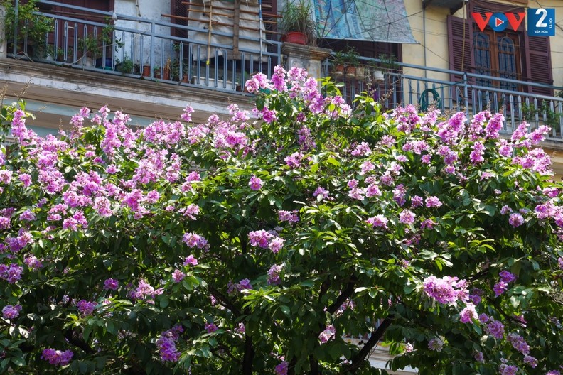 Romântica cor roxa das flores “Bang lang” nas ruas de Hanoi ảnh 10