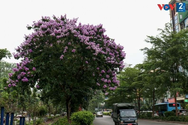Romântica cor roxa das flores “Bang lang” nas ruas de Hanoi ảnh 11