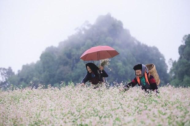 Flores de Alforfón en Ha Giang. (Fotografía: VNA)
