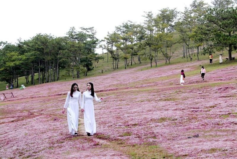 Efectuarán en Lam Dong Festival de hierbas rosadas de Lang Biang.
